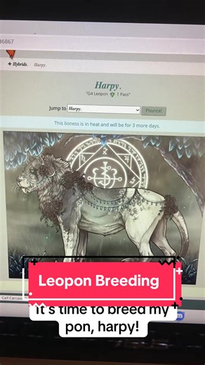 Breeding My Harpy: Choosing the Perfect Stud