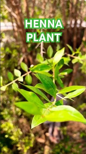 😳Henna Plant at Home plant 🌱 Mehandi/ Mailanji/ Lawsonia inermis #henna #mehandi