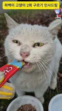 Greetings from Habaek the Cat Episode 2 Rolling.