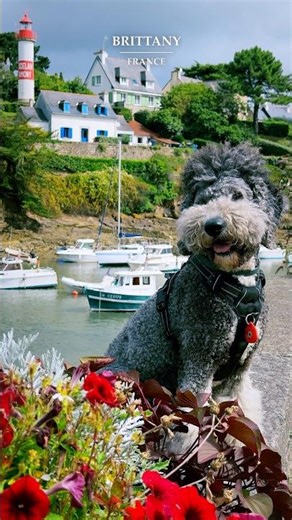 Travel dog: Doelan, Brittany, France - a picturesque seaside village #dogtravel #doglife #cutedog