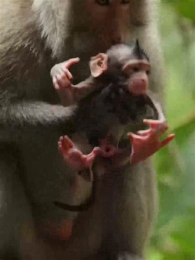 Newborn Monkey's First Day in Nature