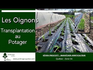 TRANSPLANTATION DES OIGNONS AU POTAGER