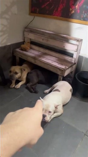 VLOGUEIRO 20EU FALEI TODO NOME CINCO CACHORRO DA IRMÃ CAMILA ZAGO