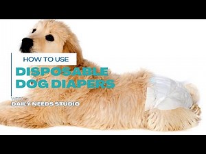How to Use Disposable Dog Diapers the Right Way (Avoid These Mistakes)