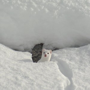A stoat (also called a short-tailed weasel) in Wyoming | Sierra Club