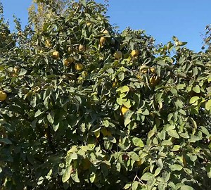 4.4K views · 153 reactions | AMAZING STUFFED QUINCE DOLMA AND DESSERT RECIPE - QUINCE HARVESTING | Daily Cook Recipe | Facebook