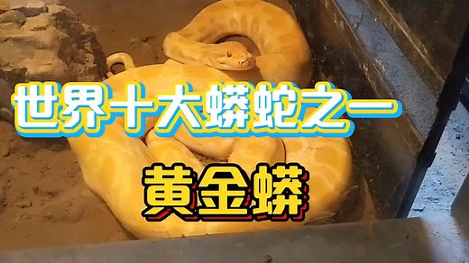 世界十大蟒蛇之一黄金蟒