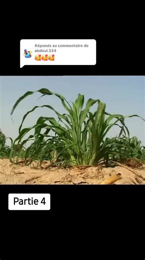 Niger Retro sur TikTok