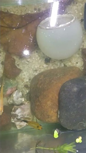 panda molly + balloon molly +betafish