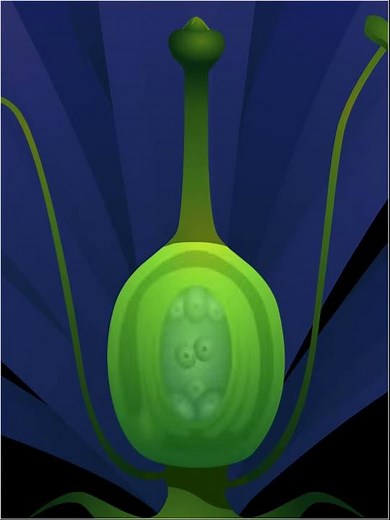 Structure d'un pistil