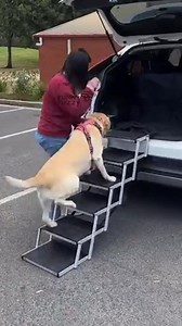30 reactions · 3 comments | FINALLY! Stairs So Good, Your Dog Will REFUSE to Jump in the Car!  Even lazy pups will sprint to use them! ✨ Ultra-light, 4-step safety & fits anywhere!  | FUNNYFUZZY | Facebook