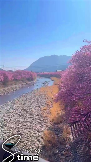 Discover Kawazu-zakura: Japan's Early Cherry Blossoms