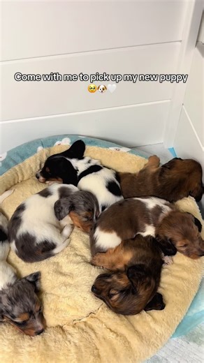 My little Dreamy girl 🥹🐶🩷 #dreamygirl #stayathomedogmom #browngirltiktok #minidachshundpuppy #minidachshundsoftiktok @Signature Mini Dachshunds