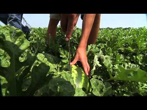 Georgia Watermelons - America's Heartland