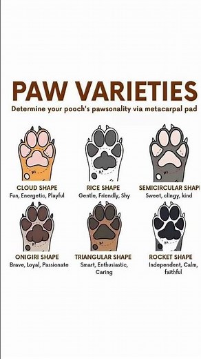 🐾 Dog Paw Types EXPLAINED! 🐶 What Your Dog’s Paws Reveal! 👀