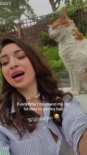 Cute Kittens 🥰 funny cats talking 😼 # Part 6216