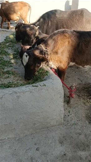 #Mashallah all Bufflo and Cow Chara khati hui #Short videos#please_subscribe_my_channel #animals