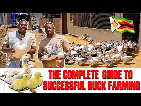 Complete Guide to Successful Duck Farming in Zimbabwe(TRAILER)