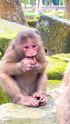 Oops! Poor girl, Baila is sharing food with Ajuy and eating happily. | Monkey Magic