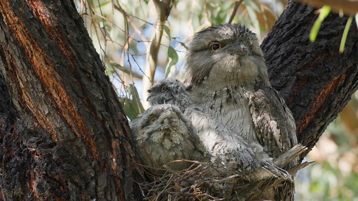 This adorable Tawny Frogmouth family is our pick of the week! Melbourne-based filmmakers Grassland Films recently captured this footage in Gilpin Park. "Throughout lockdown, we've really enjoyed discovering all the wildlife that we have living among us in Melbourne,” they say. “But watching this nesting family of Tawny Frogmouths was definitely a highlight. While one of the chicks was quite active, the other only briefly lifted its head out from underneath its parent's wing." Tawny Frogmouths ar