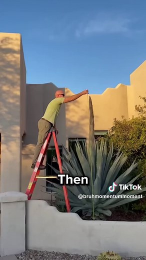 Agave: The Life Cycle of a Blooming Plant