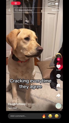 Now you guys are teaching your pets how to commit diabolical acts 🤨 #refmike