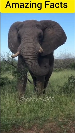 Elephant Memory vs Lizard Magic – Amazing Animal Facts! #shorts #facts