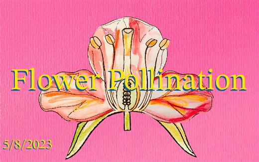 花粉传播 - Flower Pollination