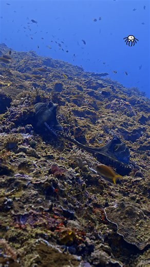 🐙 Love or fight ⁉️ The common reef octopus scientifically known as Octopus Cyanea, is a master of the disguise and rare day active cephalopod that dominates the reef of the indo-pacific waters 🌊 ℹ️ Unlike many of its cousins, this species are highly territorial and fiercely solitary, often engaging in physical fighting or aggressive posturing to defend its den or hunting grounds from intruders 👊 During the meeting, the interaction remains tense: the male typically keeps a safe distance, exten