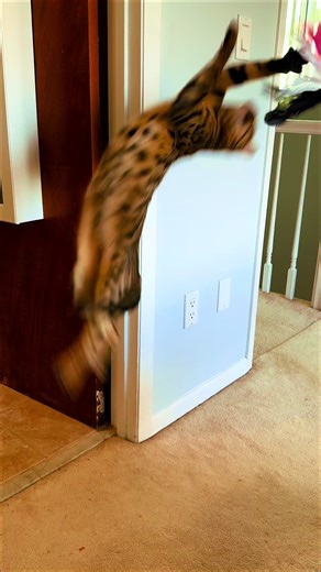 That jump isn’t chaos. It’s biology. Bengals are one of the most athletic domestic cats, built for speed, strength, and vertical launches. SUNNY just proving her point. #bengalcat #catathlete #catsoftiktok #HighEnergyCats #AdventureCat