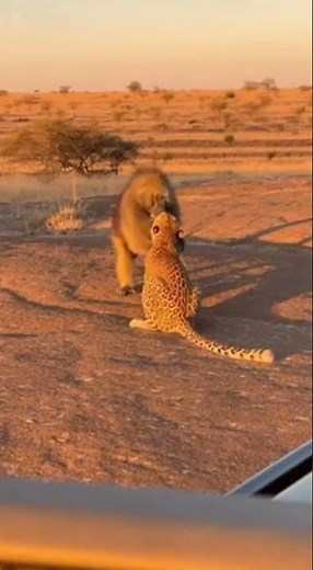 Baboon Mom ATTACKS Leopard - SAVES Baby! 🐒 아기구출 🐒 救出 #viral #baboon