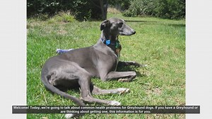 Common Health Problems in Greyhound Dogs: What You Need to Know