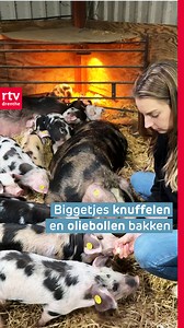 Gouden combinatie 🥰 Biggetjes knuffelen en oliebollen bakken 🐷 | RTV Drenthe