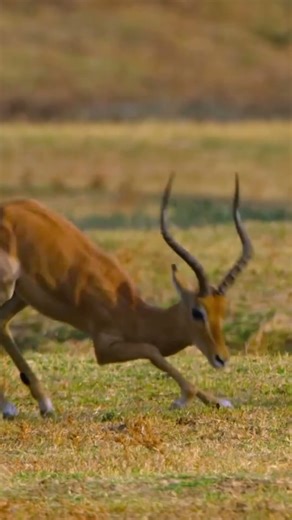 Life of Leopard - The cheetah is the king of speed.