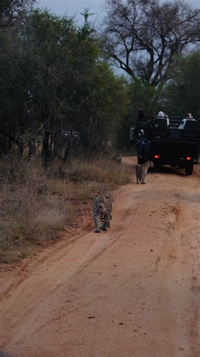 7K views · 164 reactions | During their mating courtship, the Hanyile male leopard and the Rocky Ridge female leopard were observed. The Hanyile male was clearly salivating due to the presence of the Khulwana male, who showed up to investigate the sounds made by Hanyile and Rocky Ridge.  Field Guide Gino Spano  Lion Sands part of MORE Family Collection #wildlife #safari #leopard #luxurysafari #travelafrica #MOREFamilyCollection | Lion Sands Game Reserve | Facebook