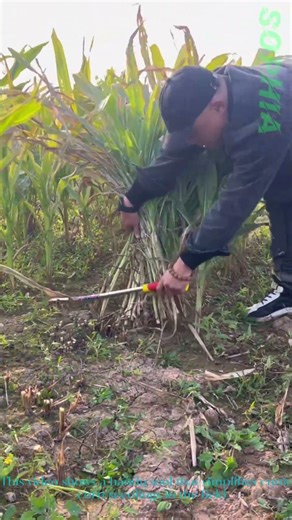 Clever Tool Makes Cutting Corn Seedlings Way Easier!