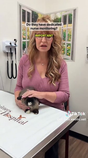 Before your rabbit goes into surgery, these are the questions we recommend every pet parent ask. Our exotic vet breaks it down in a simple, stress-free way so you feel prepared and confident for your bunny’s procedure. #rabbit #rabbitcaretips #bunnyhealth #drpattexoticvet #littlecrittersvet