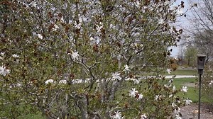 12 shares | The Lake Shawnee Arboretum serves as an educational resource or just a peaceful place to stroll across the street from Ted Ensley Gardens. Add it to your next visit to Lake Shawnee. | Shawnee County Parks + Recreation | Facebook
