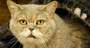 11 Best Senior Cat Foods for Older Cats (2025 Review)