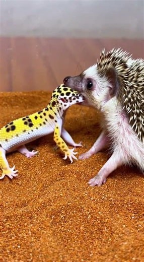 Gecko vs Hedgehog 🦎🦔 Speed vs Defense. Unexpected Wildlife Encounter