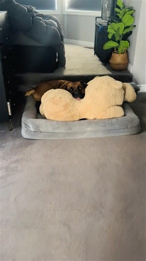 Comment a message for him #dog #fypyoutube #dogsofyoutube #cutedog #doglove #goodmorning #dogshorts