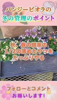 １月２月のパンジービオラの管理について 園芸 ガーデニング 初心者