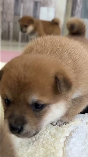 【豆柴犬】どんどん近づいてくる赤ちゃん…