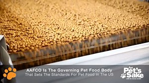 How to choose food for your pet