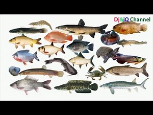 Dạy trẻ nhận biết phân biệt các loài cá và một số con vật sống dưới nước ngọt | Vn24tv Channel