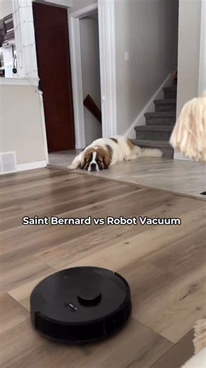 Winnie & Wilbur on Instagram: "Saint Bernard vs robot vacuum #saintbernard #funnydog #cutedog"
