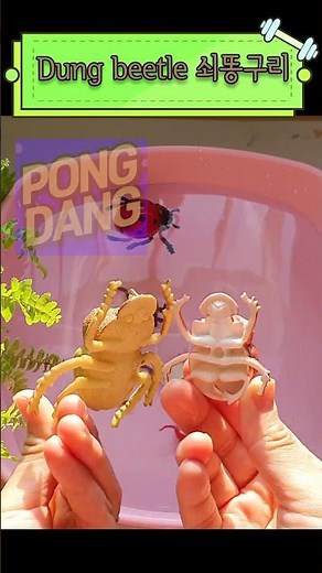 Learn Bug, Insect, arthropod Names English Korean 곤충 파충류 벌레 절지동물 장수풍뎅이 영어이름 배우기