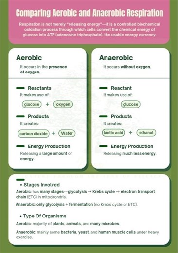 Aerobic Respiration vs Anaerobic Respiration