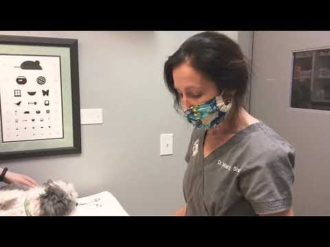 How to Place a Freestyle Libre Glucometer on a Dog