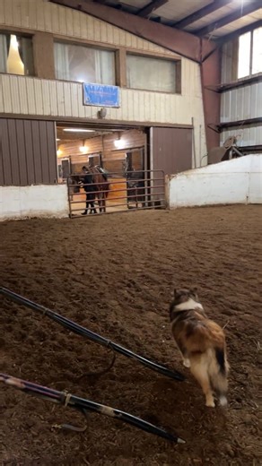 Saddlebred Rescue on Reels